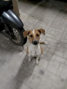 MADD-Meals-A-Day-for-Dogs-Heart-Foundation-001