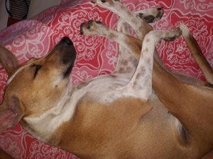 MADD-Meals-A-Day-for-Dogs-Heart-Foundation-002