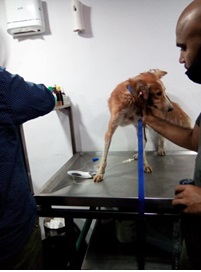 MADD-Meals-A-Day-for-Dogs-Heart-Foundation-005
