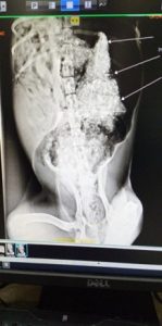 MADD-Meals-A-Day-for-Dogs-Heart-Foundation-006