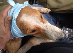 MADD-Meals-A-Day-for-Dogs-Heart-Foundation-008