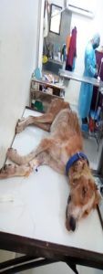 MADD-Meals-A-Day-for-Dogs-Heart-Foundation-010