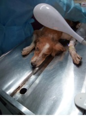 MADD-Meals-A-Day-for-Dogs-Heart-Foundation-011